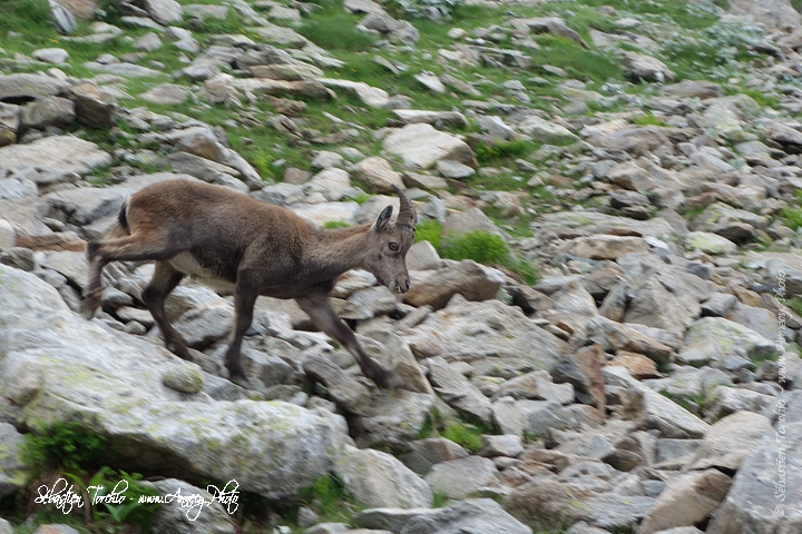 Bouquetin du Parc National du Mercantour © Sébastien TORCHIO, www.Annecy.Photo