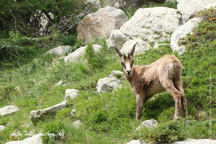 Chamois du Parc National du Mercantour © Sébastien TORCHIO, www.Annecy.Photo