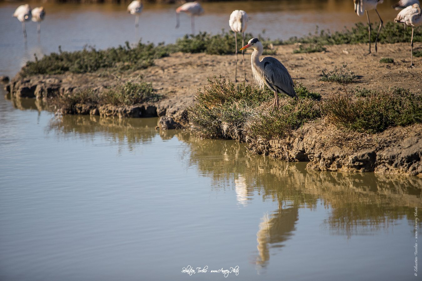 Héron Cendré Parc Naturel Régional de Camargue - © Sébastien TORCHIO, www.Annecy.Photo
