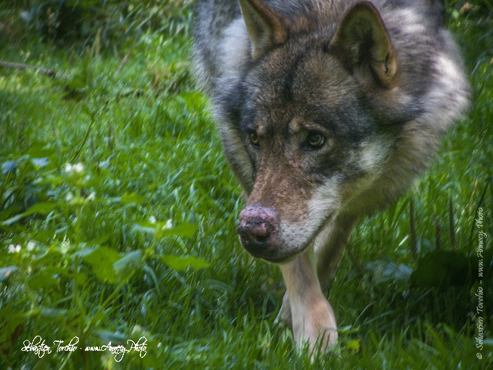 Loup du Parc National du Mercantour © Sébastien TORCHIO, www.Annecy.Photo