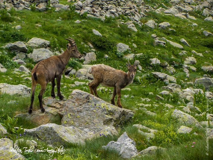 Bouquetins du Parc National du Mercantour © Sébastien TORCHIO, www.Annecy.Photo